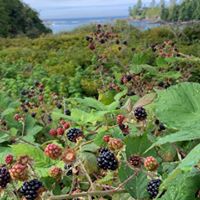 Little Beach Resort logo