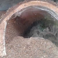 Butterfly World logo