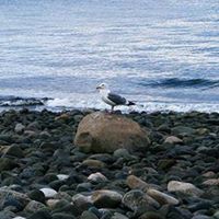 Bates Beach Oceanfront Resort logo