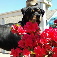 Grant Rd Groomers logo