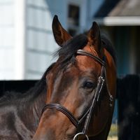 Hi-Point Hay Ltd. logo