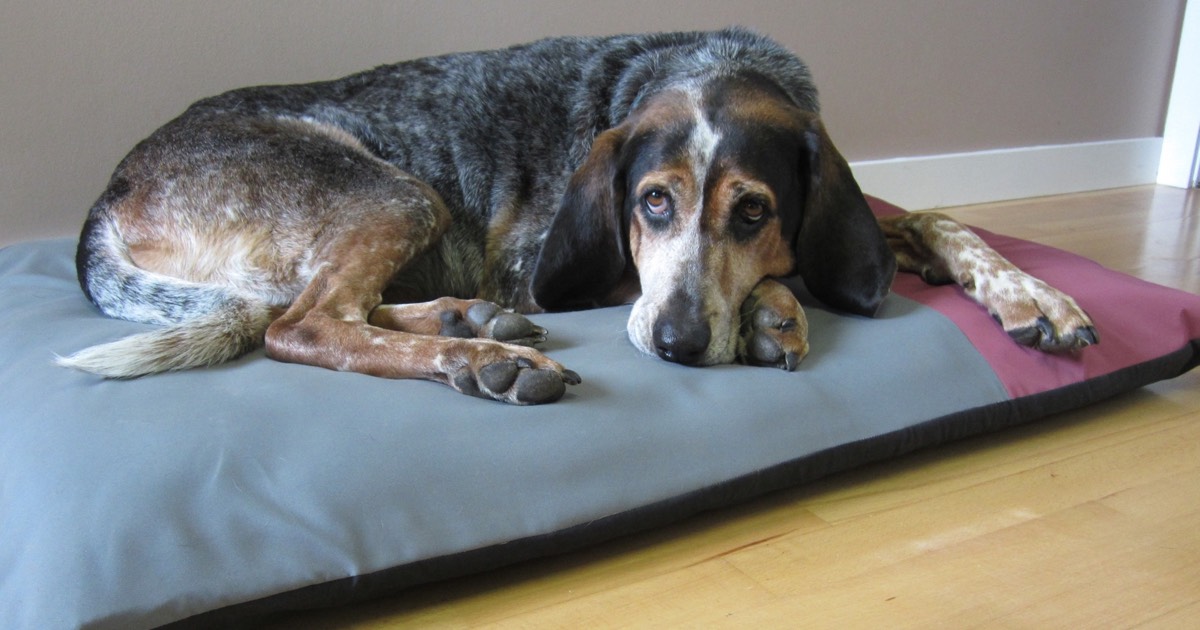 Ecodaisy Orthopedic Dog Mattresses logo