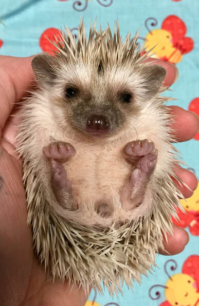 Sv Hedgehogs - Pedigreed Hedgehog Breeder logo