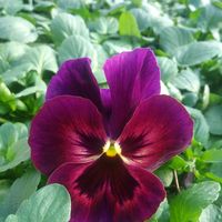 Andersen's Nursery logo