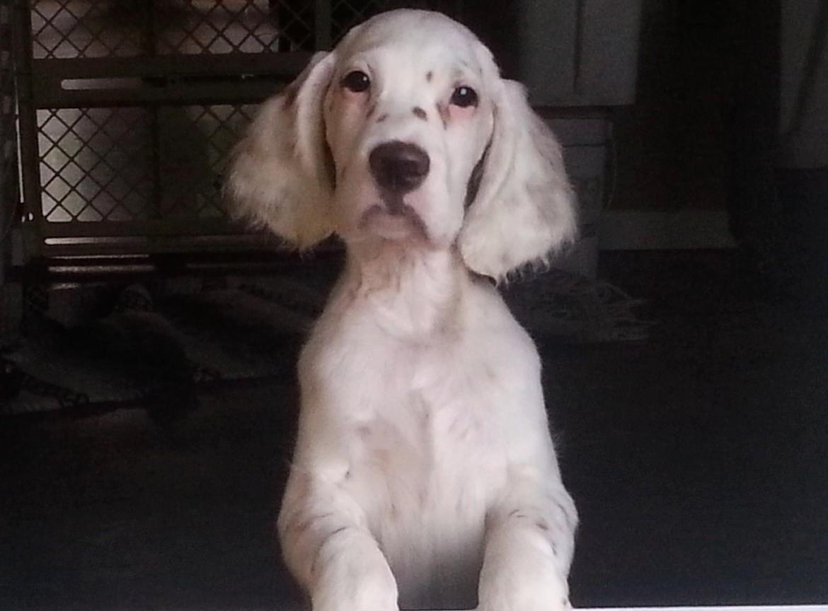 Groom That Dog Sidney, BC VILocal